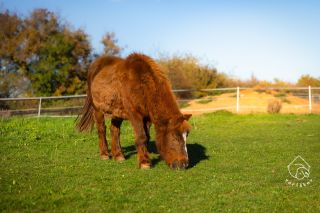 Nechtěná, zanedbávaná, plná bolesti a utrpení. To je naše nová, teď už však velmi chtěná, Babuňa. Bolavé nožky i všechno...