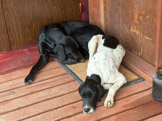 Edit: Vyřešeno, jedou domů🫶 Nehledá někdo dva ohaře? Nalezeni v Kozolupech. Majitel může volat 723149929