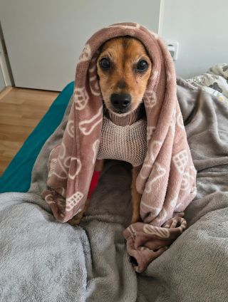 Filípek byl včera na odstranění sleziny kvůli nádoru, který na ní přisedal. Chlapeček operaci zvládl moc dobře a i na...