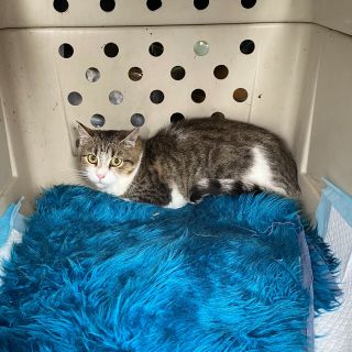 Další holčička z Ořecha je po kastraci, zbavená svrabu a blech. Je načipovaná a má tzv. kastrační cvik / vrub v oušku, pro...