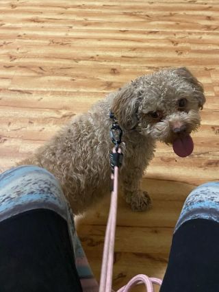 Dnes zdravíme s nováčkem Qweedem. Qwíďoušek je zástupce plemene barevná ruská boloňka. Je to veselý kluk, ale máme...