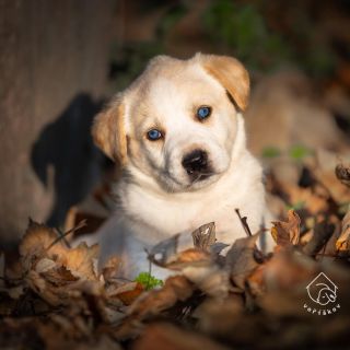 Po dlouhé době se nám stalo, že jsme bez krmiva 😱 Skladové regály zejí prázdnotou. Pokud nám s tím chcete pomoci tak...
