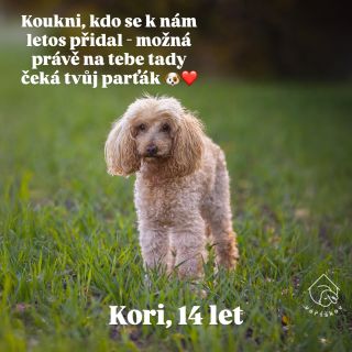 Letos se k nám přidalo pár nových psích parťáků 🫶 Každý z nich má svůj vlastní příběh, ale jedno mají společné - všichni...