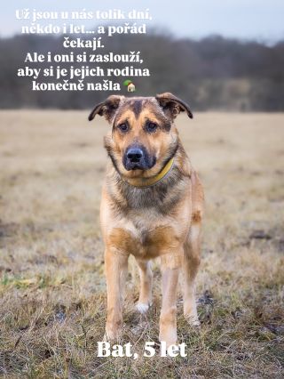 Už jsou u nás delší dobu. Každý z nich má svůj příběh - někdy těžký, někdy smutný. Někteří potřebují zkušenějšího člověka,...