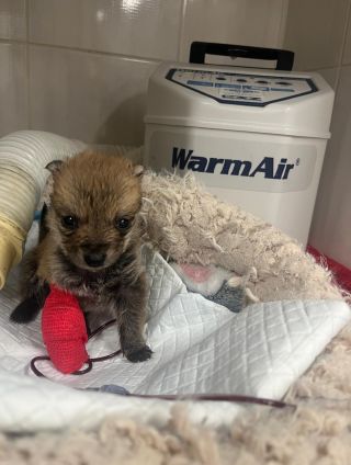 Freya a zprávy z hospitalizace. Včera dostala transfuzi, protože jí stále klesal hematokrit a vůbec vyšetření vnitřního...