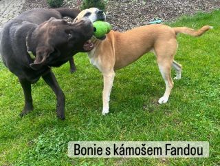 Příběh Bonie a Faith zůstal tak nějak stále otevřený. A jak to tedy s holkami je? Faith vlastně ihned po odstavu našla...