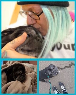 Maxínek je na Vánoce doma, zatím je vše tak jak má být. Panička ho miluje a on ji. Domluvily jsme se, že zůstaneme nové...