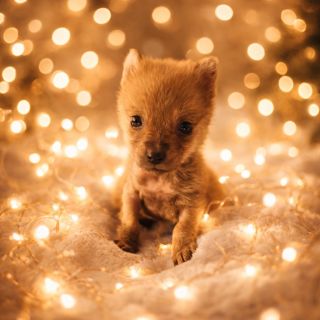 🎄 Šťastné Vánoce po boku těch nejbližších, protože právě oni jsou v našich životech tím nejdůležitějším. Z celého srdce...