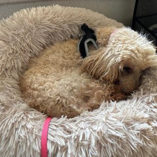 Kudrnatá myšička Kori má za sebou ošetření zubů. Měla je bohužel jako většina pejsků od seniorů v hrozném stavu a o mnoho...