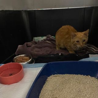 Mission completed! Koťátko, dle barvy nejspíše kocourek je odchyceno. V bezpečí je díky našemu Jankovi, kterému se...