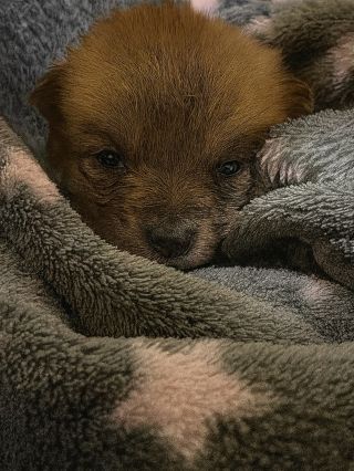 Maličkatá Freya z našich deseti štěňátek po druhé bojuje o život. Museli jsme ji dnes znovu odvézt na veterinu na...