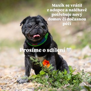 ❗️Akutně hledáme domov, dočasnou či doživotní péči pro Maxíka! Max je 11letý mopsík 🐶, kterému už život naložil víc, než...