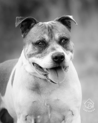 Marley 🩶 Desetiletý kříženec bull plemen, pes s těžkým osudem a ještě těžším srdcem. Poprvé se u nás objevil v zimě roku...